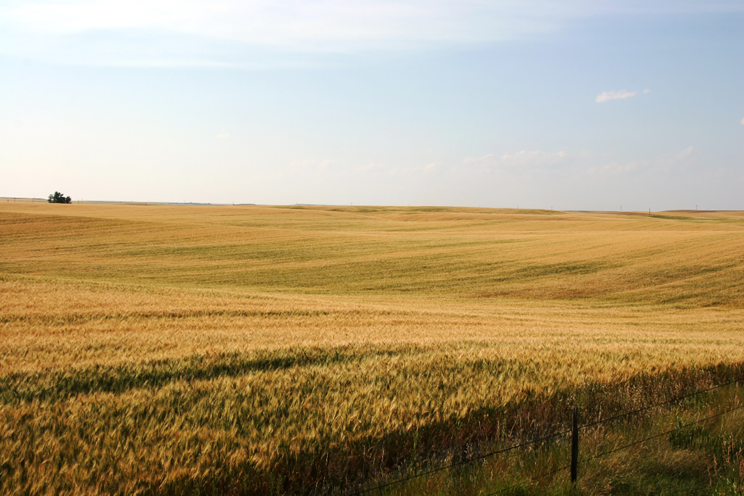 Web-rolling-wheat-field2